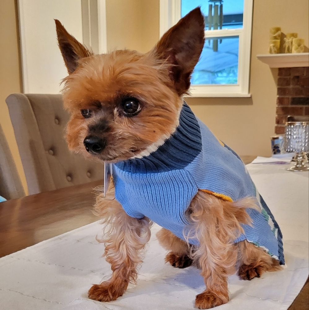 ❤️🐶 Host Pick! 🐶❤️ Blue Knit Cute Walrus Doggo Sweater S
